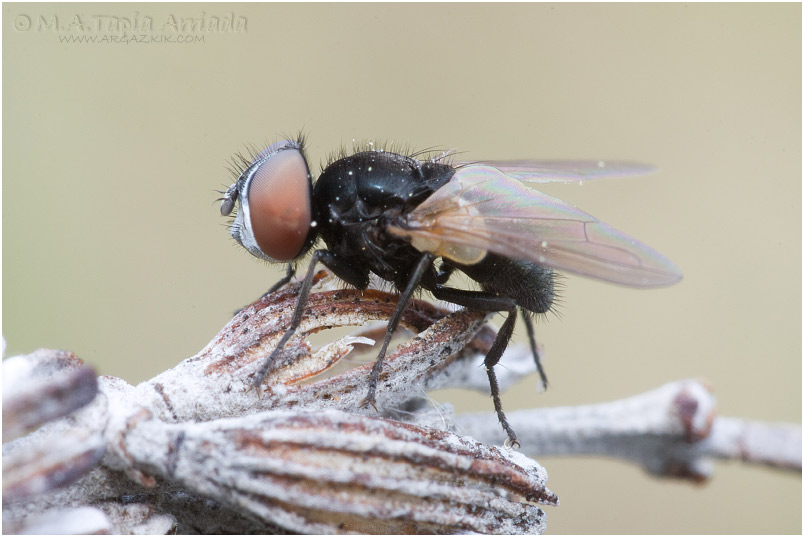 Phasia barbifrons 1